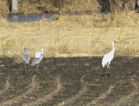 whooping cranes