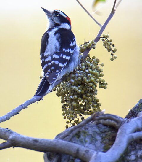 male downy woodpecker