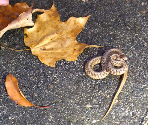 DeKay's brown snake