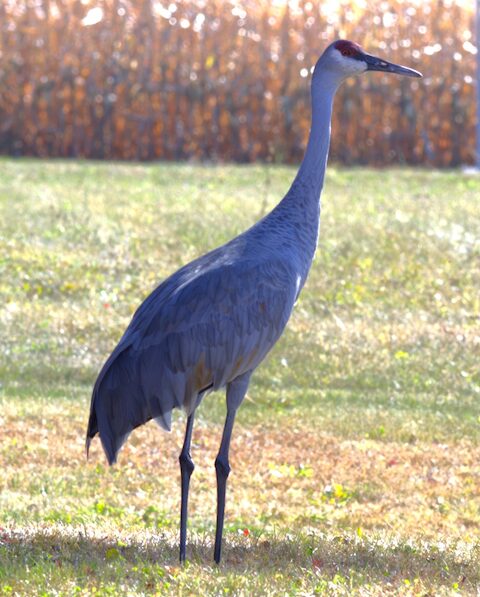 sandhill crane