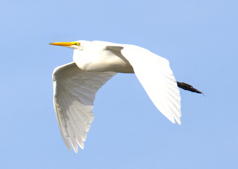 great egret