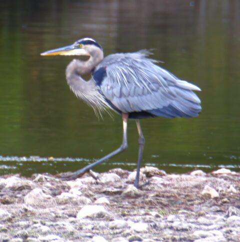 great blue heron