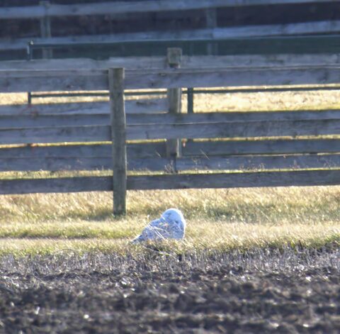 snowy owl