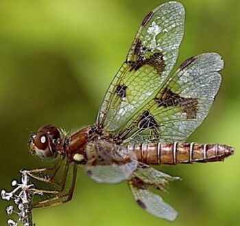 dragonfly