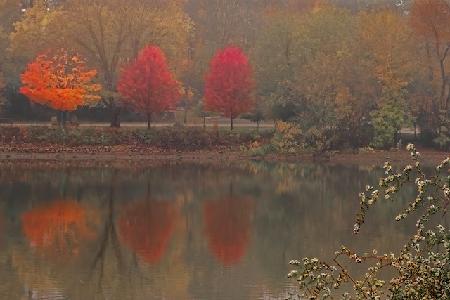 2 reflecting maples by ira marcus