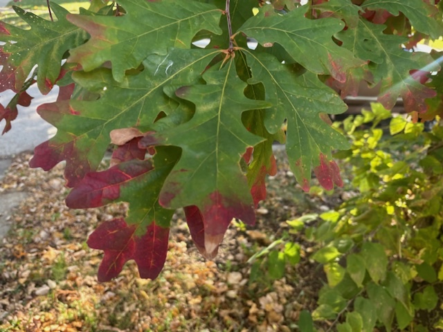 leaves changing
