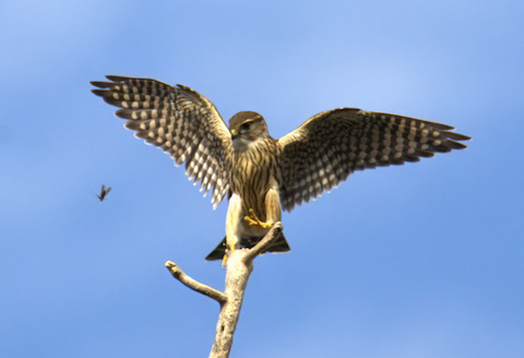 merlin and insect fotfr