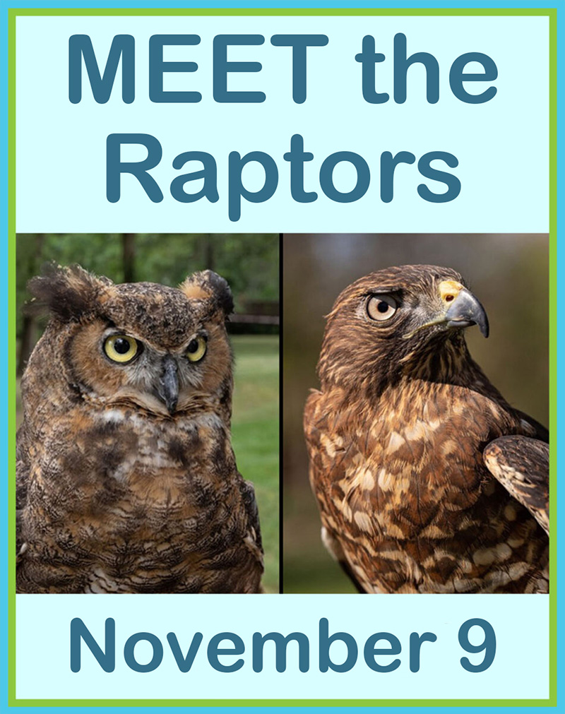 meet the raptors 2025