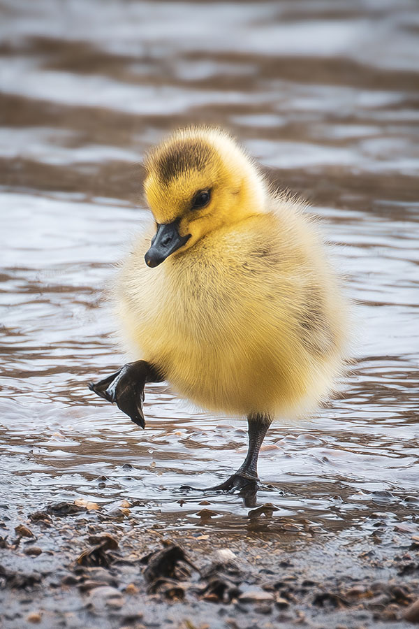 amanda pawelko duckling 2 web