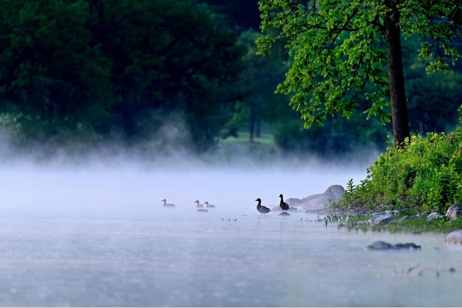 ducks
