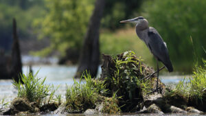 web neil kregel blue heron riverside 025a6357 1920x1080