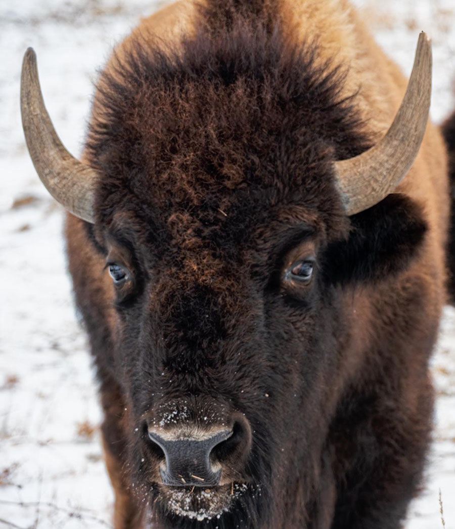 bison, web schweitzer program march 2026 bison by brigid trimble