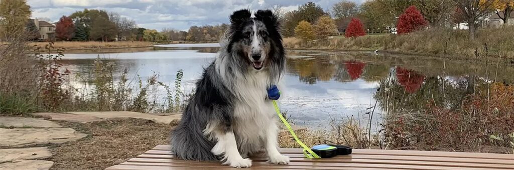 fox valley dog park