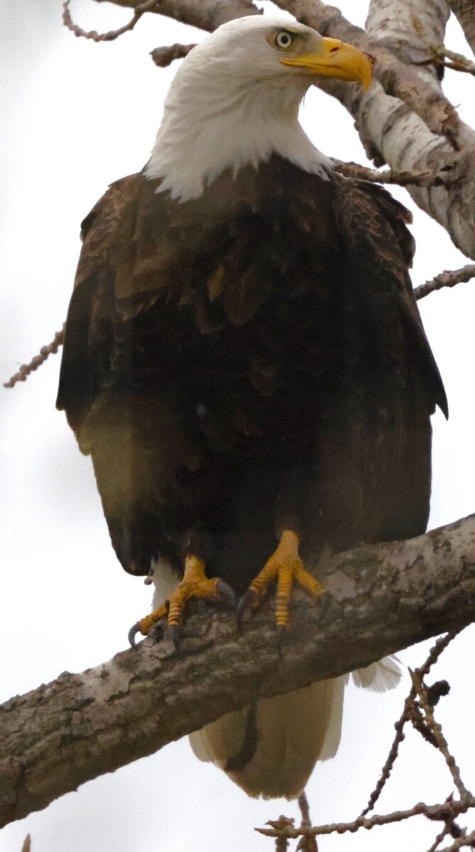 Meghan the eagle