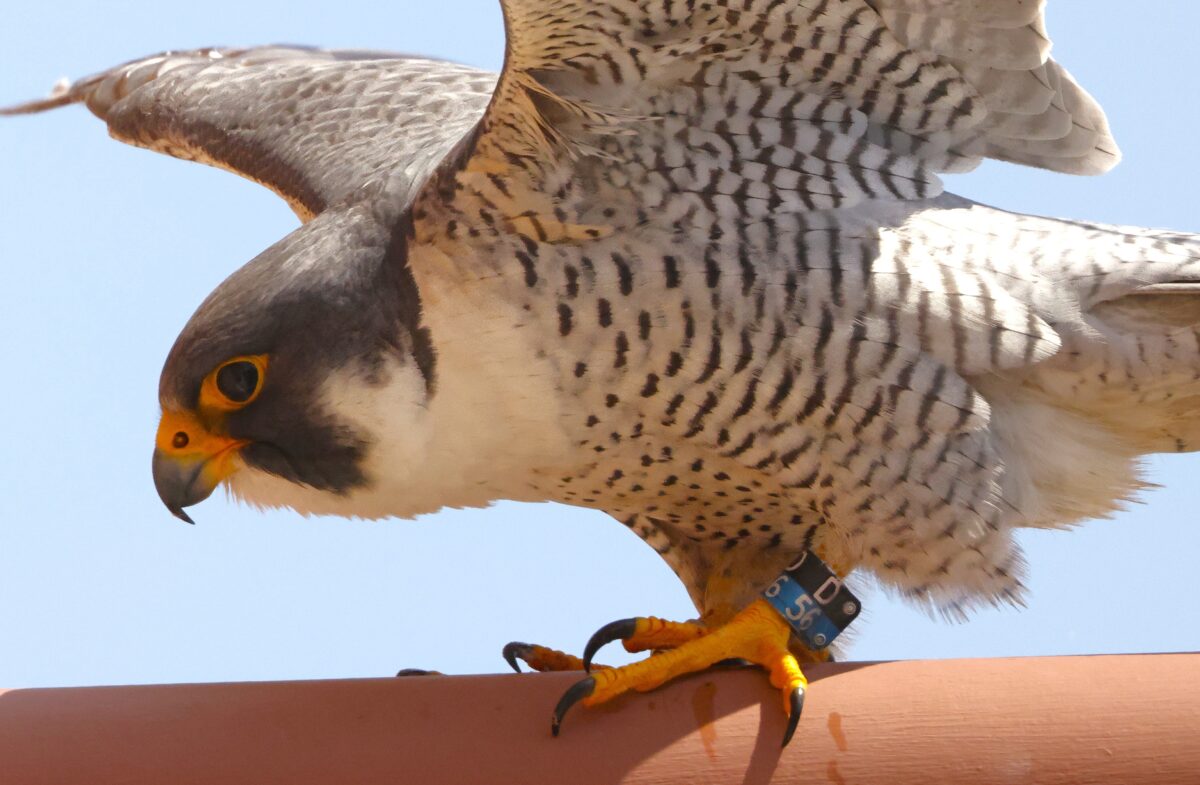Dave the Peregrine Falcon