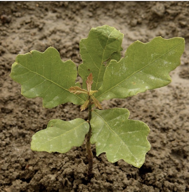baby oak