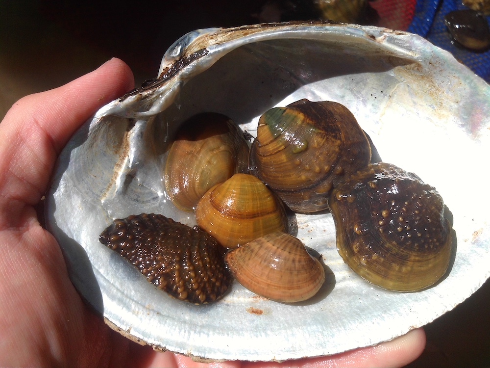 mussels