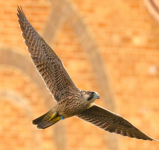 Hope the falcon