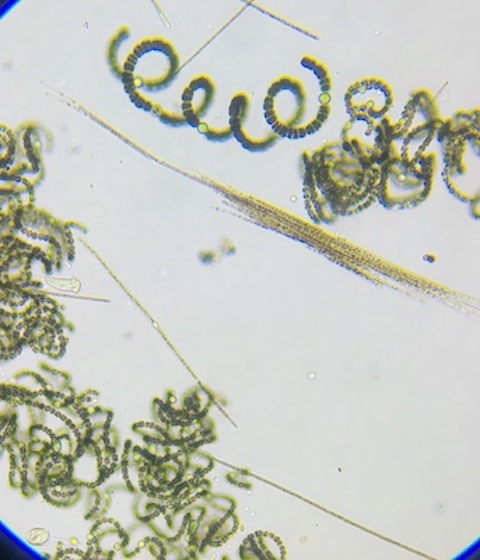microscopy