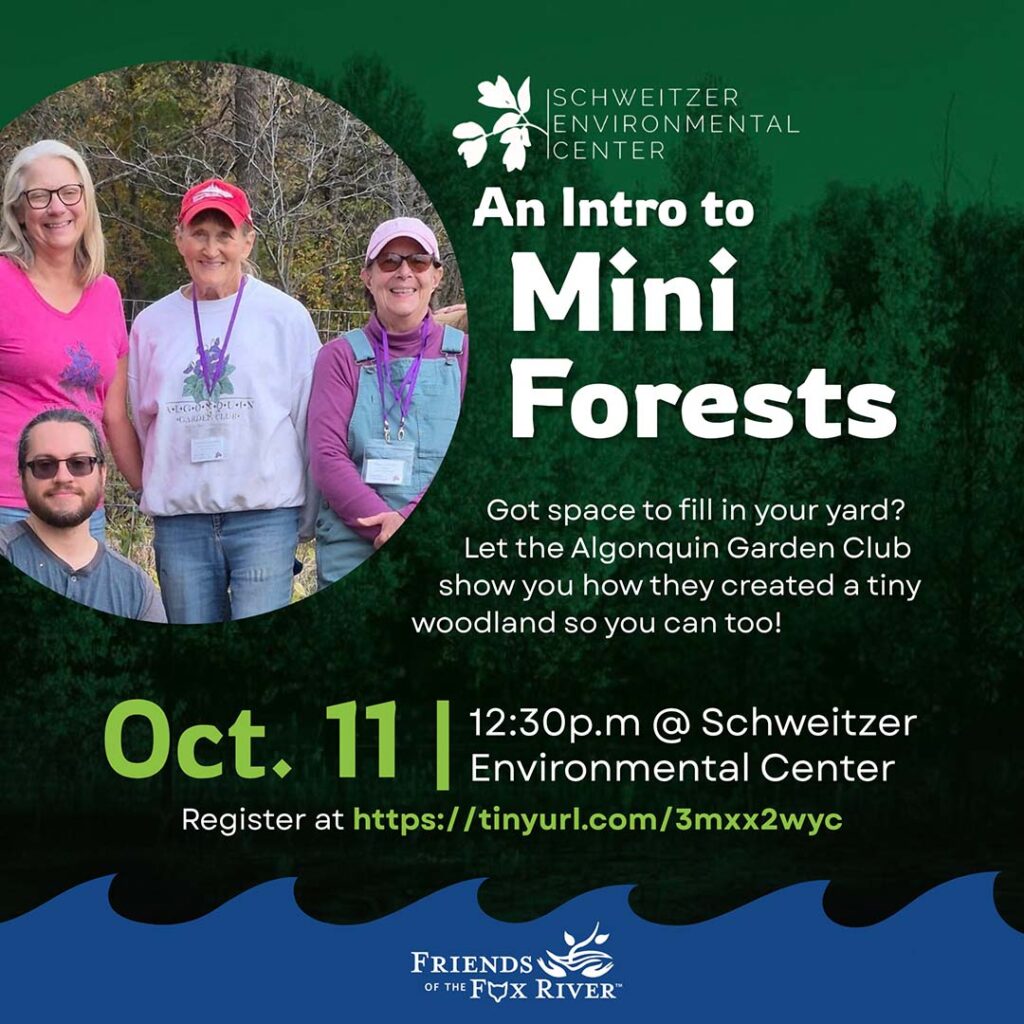 mini forest lp web